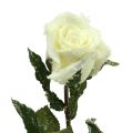 Floristik24 Rose déco blanche enneigée Ø6cm 6pcs