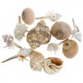 Floristik24 Coquilles décoratives et coquilles d&#39;escargots vides blanches, décoration naturelle maritime 350g