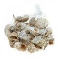 Floristik24 Coquilles décoratives et coquilles d&#39;escargots vides blanches, décoration naturelle maritime 350g