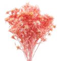 Floristik24 Branche déco de chardon séché Fleurs séchées vieux rose 100g