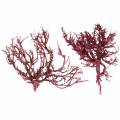 Floristik24 Dekoast branche de corail rouge blanchi 500g