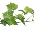 Floristik24 Lierre artificiel vert 90cm Plante artificielle comme la vraie !