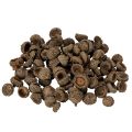 Floristik24 Ecailles de glands naturelles 2 cm 300 g décoration automne et Noël
