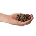 Ecailles de glands naturelles 2 cm 300 g décoration automne et Noël | Floristik24.fr