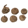 Ecailles de glands naturelles 2 cm 300 g décoration automne et Noël | Floristik24.fr