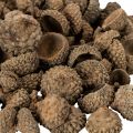 Ecailles de glands naturelles 2 cm 300 g décoration automne et Noël | Floristik24.fr