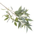 Branche d’eucalyptus