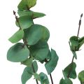 Floristik24 Branche d&#39;eucalyptus artificielle eucalyptus vert 64cm