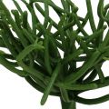 Floristik24 Pic Euphorbia vert 19cm 4pcs