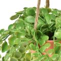 Floristik24 Plantes succulentes artificielles en pot Sedum panier suspendu 34cm