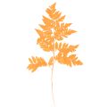 Floristik24 Fougères séchées conservées orange 42 cm 10 pièces décoration automnale