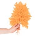 Fougères séchées conservées orange 42 cm 10 pièces décoration automnale | Floristik24.fr