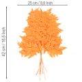 Fougères séchées conservées orange 42 cm 10 pièces décoration automnale | Floristik24.fr