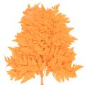 Fougères séchées conservées orange 42 cm 10 pièces décoration automnale | Floristik24.fr