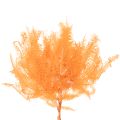 Brin de fougère conservé orange 60 cm set de 10 pour décorations | Floristik24.fr