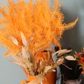 Brin de fougère conservé orange 60 cm set de 10 pour décorations | Floristik24.fr