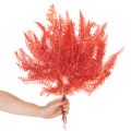 Fougère conservée rouge 60 cm 10 pièces | Floristik24.fr