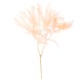 Floristik24 Fougères séchées pour décoration intérieure 60 cm rose pâle x10