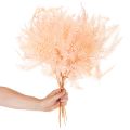 Fougères séchées pour décoration intérieure 60 cm rose pâle x10 | Floristik24.fr
