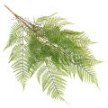 Branche de fougère