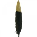 Floristik24 Plumes décoratives noires, vraies plumes dorées pour travaux manuels 12-14 cm 72 pièces
