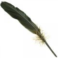 Floristik24 Plumes déco plumes d&#39;oiseau noir pour bricolage 14-17cm 20g
