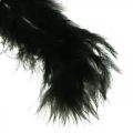Floristik24 Plumes Noires Véritables plumes d&#39;oiseaux pour l&#39;artisanat Décoration de printemps 20g