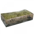 Deco Moss Green Kiwi Moss pour l&#39;artisanat Séché, coloré 500g