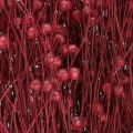 Lin en Rouge Bordeaux Séché Déco Fleur 55cm 80g | Floristik24.fr