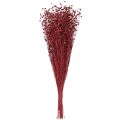 Lin en Rouge Bordeaux Séché Déco Fleur 55cm 80g | Floristik24.fr