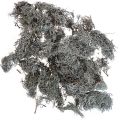 Floristik24 Lichen lichen mousse d&#39;arbre mousse décorative naturelle 1kg