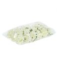 Mousse Rose Ø7,5cm Crème 18 pcs | Floristik24.fr