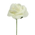 Mousse Rose Ø3,5cm Crème 48 pcs | Floristik24.fr