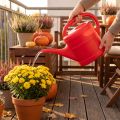 Arrosoir en plastique 5L avec pomme d'arrosage | Floristik24.fr