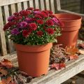 Lot de 10 pots de fleurs en plastique terracotta Ø23 cm | Floristik24.fr
