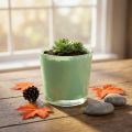 Pot en verre mint Ø10cm H8,5cm | Floristik24.fr