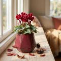 Cache-pot en céramique hexagonal rouge Ø10cm H9cm | Floristik24.fr