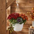 Suspension pour Plantes Ø30 cm en Plastique Blanc | Floristik24.fr