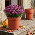 Lot de 10 pots de plantation en plastique terracotta Ø26 cm | Floristik24.fr