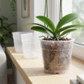 Pots transparents pour orchidées Ø12 cm - Lot de 10 | Floristik24.fr