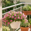 Suspension pour plantes blanche Ø30 cm avec soucoupe intégrée | Floristik24.fr