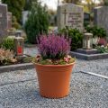 Pot en plastique terracotta Ø15cm H13cm pour plantes | Floristik24.fr