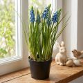 Hyacinthes artificielles en pot bleu 24 cm | Floristik24.fr