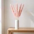 Pampasgras séché rose – Lot de 6 tiges – Hauteur 72 cm | Floristik24.fr
