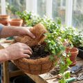 Fibre naturelle de coco 1 kg pour décoration et loisirs créatifs | Floristik24.fr