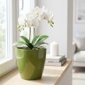 Pot pour orchidée brillant en plastique vert olive Ø12,5 cm | Floristik24.fr