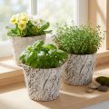 Lot de 4 pots en écorce de bouleau blanche avec doublure plastique – Ø12 cm | Floristik24.fr