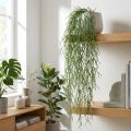 Suspension de plante artificielle Rhipsalis vert 120 cm | Floristik24.fr