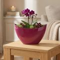 Coupe décorative ovale en plastique berry 20×9×12cm | Floristik24.fr