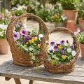 Panier de plantation avec anse, motif vigne, L18/22cm, lot de 2 | Floristik24.fr